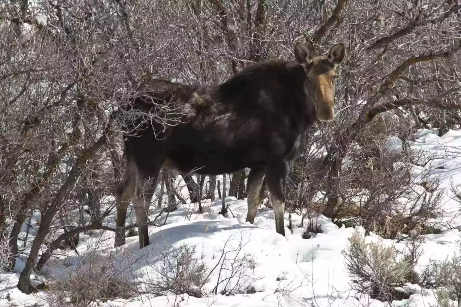 Check out the locals while you're here like this gorgeous moose (as seen from our unit)
