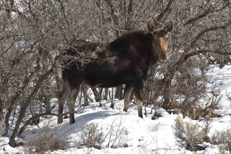 Check out the locals while you're here like this gorgeous moose (as seen from our unit)