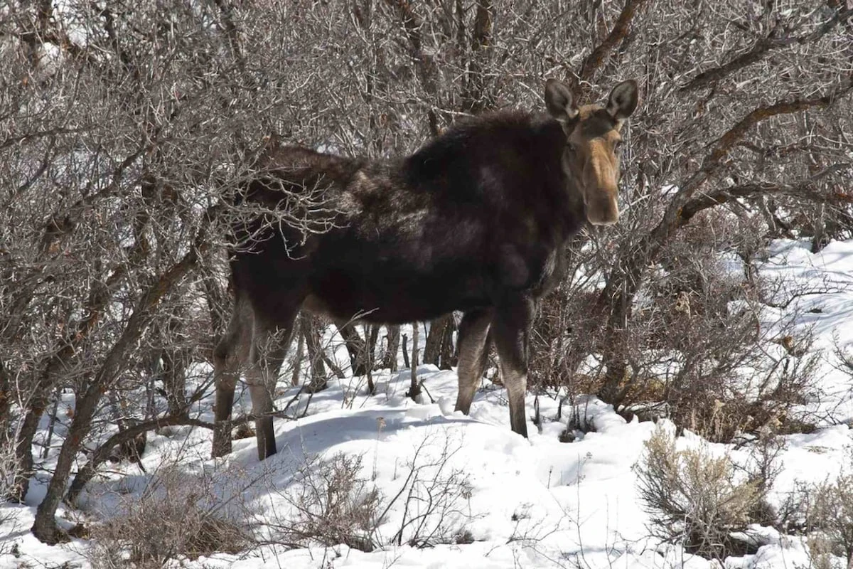 Check out the locals while you're here like this gorgeous moose (as seen from our unit)